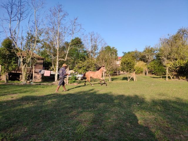Quarto de milha baio, manso e preparado para o laço - Foto 2