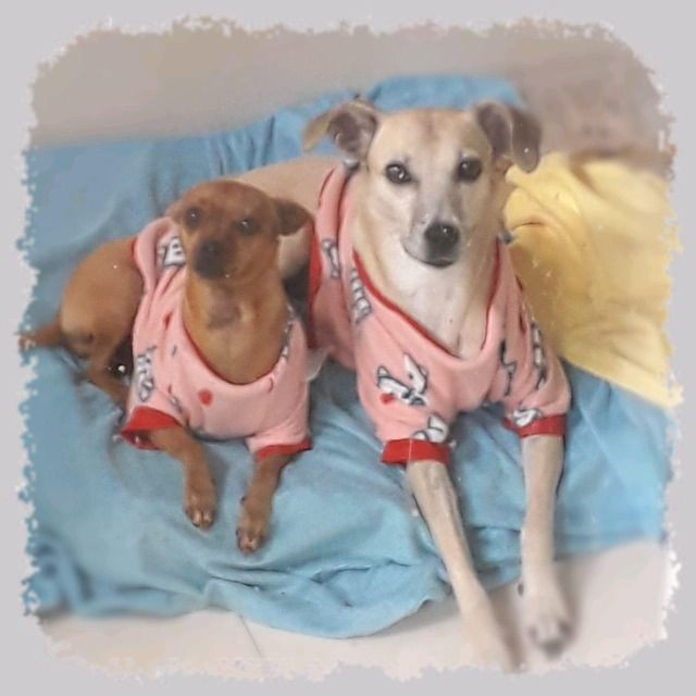 Suéter Inverno - Tal Cão, Tal Dono