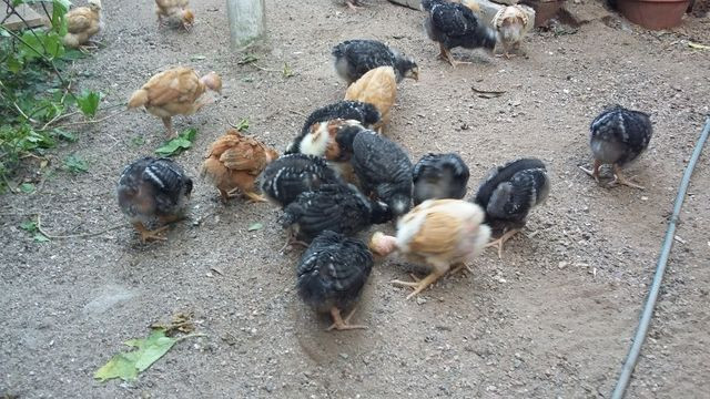 Frangos
