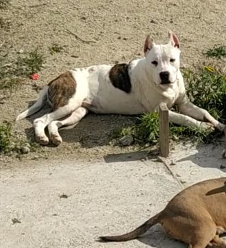 Fêmea de American Staffordshire Terrier