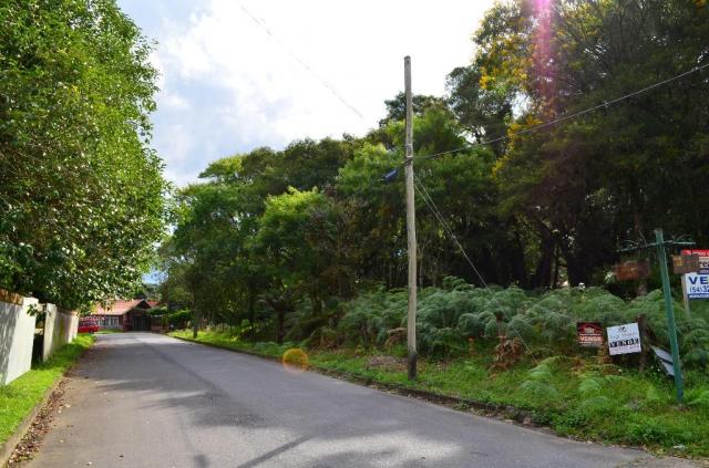Terreno à venda, 5000 m² por r$ 3.500.000,00 - vila suica - canela/rs - Foto 6