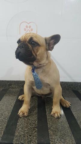 Bulldog francês - Foto 2
