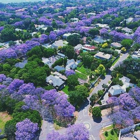 Mudas de Jacarandá - Foto 2