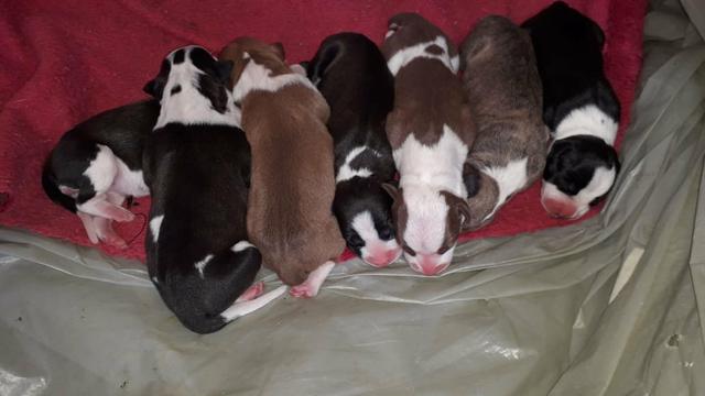 Filhotes de Pit Bull