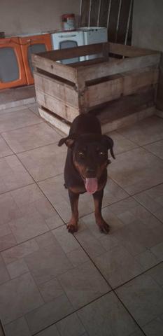 Venda de rottweiler
