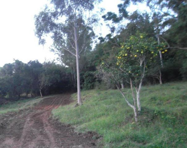 Área de terra 5,3 ha - Foto 6