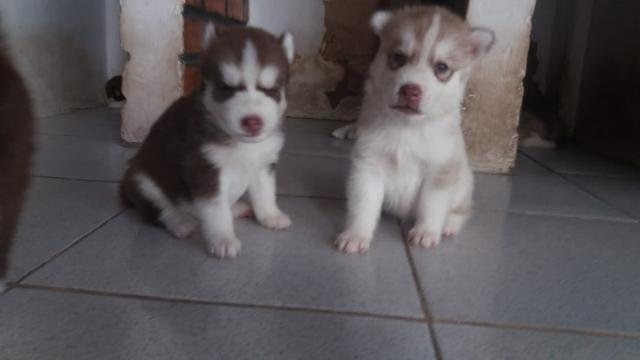 Lindos filhotes de Husky Siberiano disponível - Foto 4