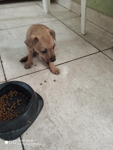 Vendo Pinscher - Foto 4