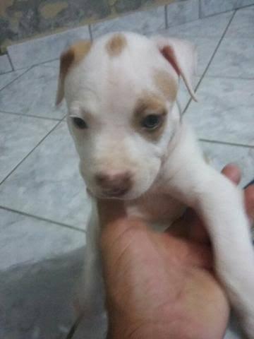 Lindos labrador x dog brasileiro só 100 cada. entrego - Foto 3