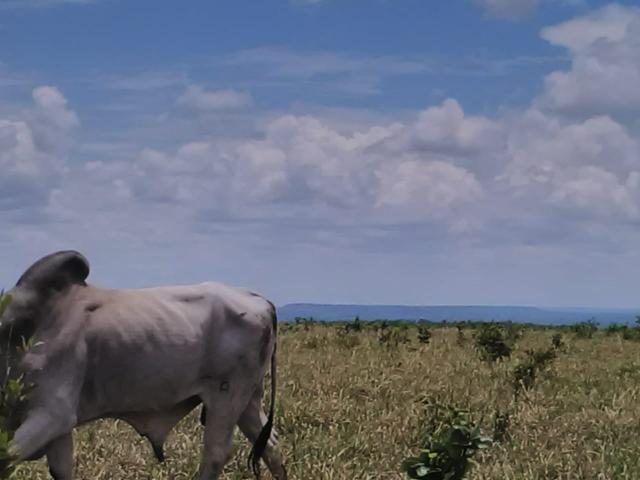 Fazenda em paranatinga - Foto 7