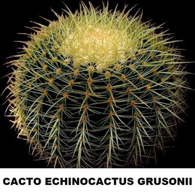 Cacto Echinocactus