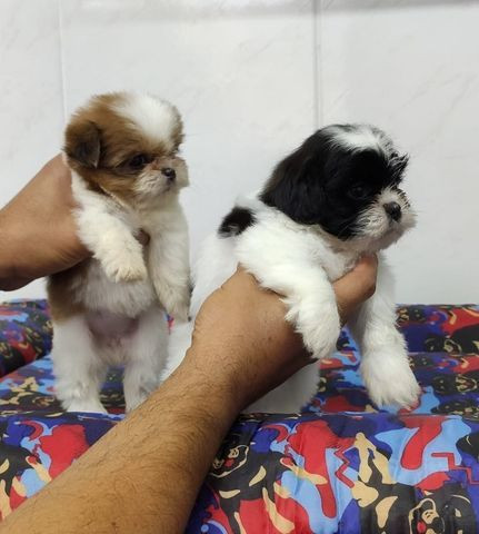 Filhotes De Shitzu À Pronta Entrega Ligue Já E Garanta O Seu