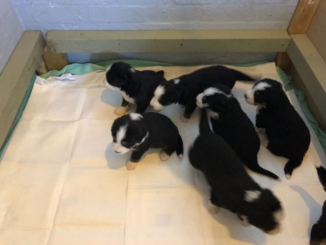 Bernese Mountain filhotes maravilhosos - *