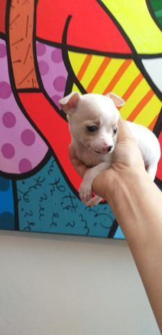 Filhotes de chihuahua à venda