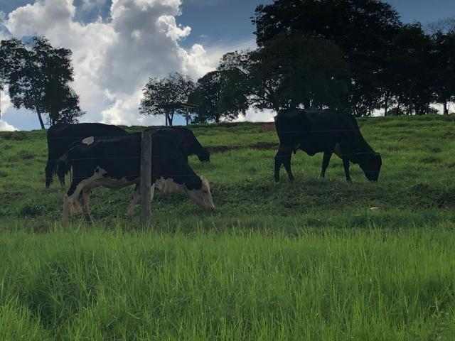 8 vacas de leite paridas - Foto 4
