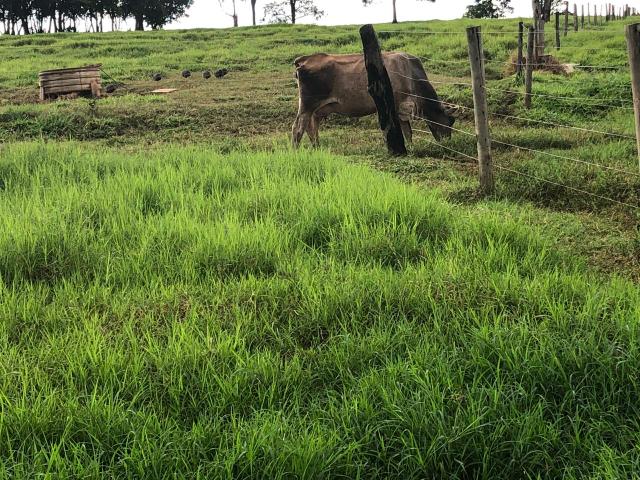 8 vacas de leite paridas - Foto 3