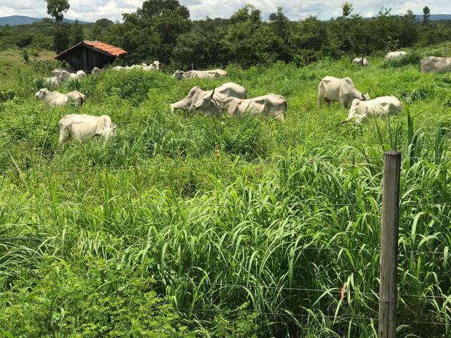 VENDO SÍTIO 22,6 Alq. próximo de Itapirapuã e Águas de São João- Goiás R$2Milhões - Foto 9