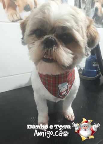 Macho de shihtzu pra cruza