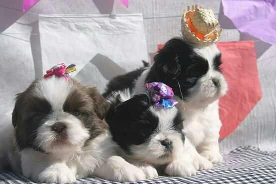 Shihtzu Incríveis