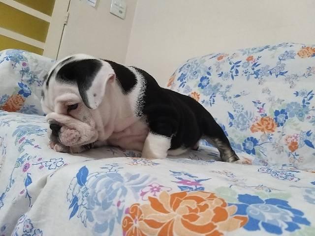 Bulldog inglês