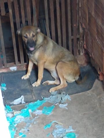Estou doando essa cachorra - Foto 6