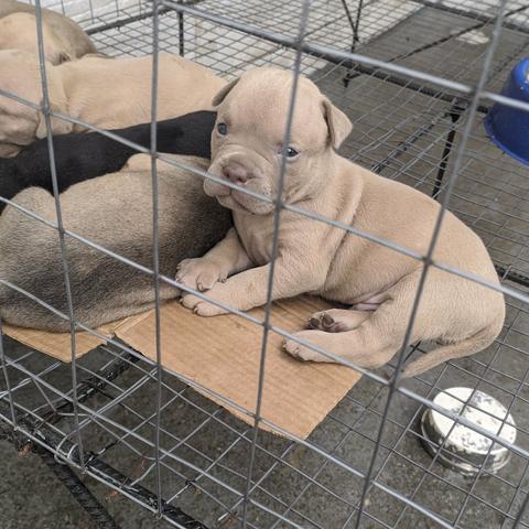 American Bully