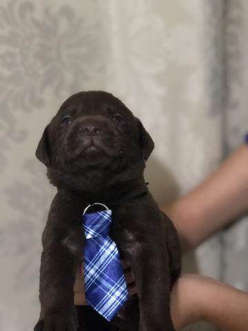 Vendo labrador