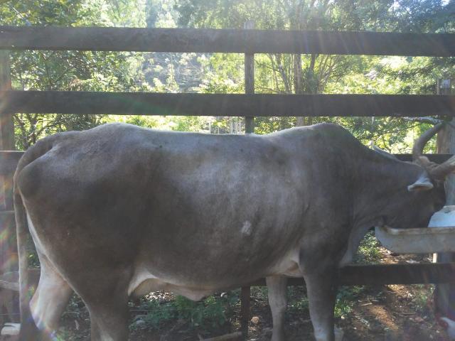 Vende-se vacas - Foto 2