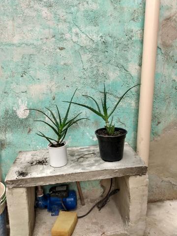 Babosa Arborescens Miller