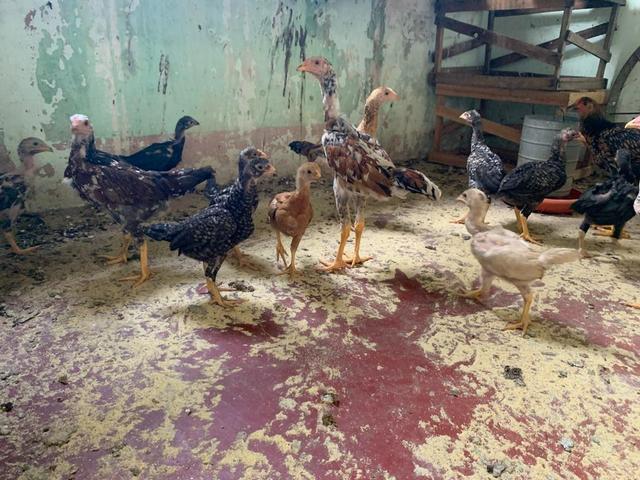 Vendo frango e galinha caipira original já picados - Foto 3