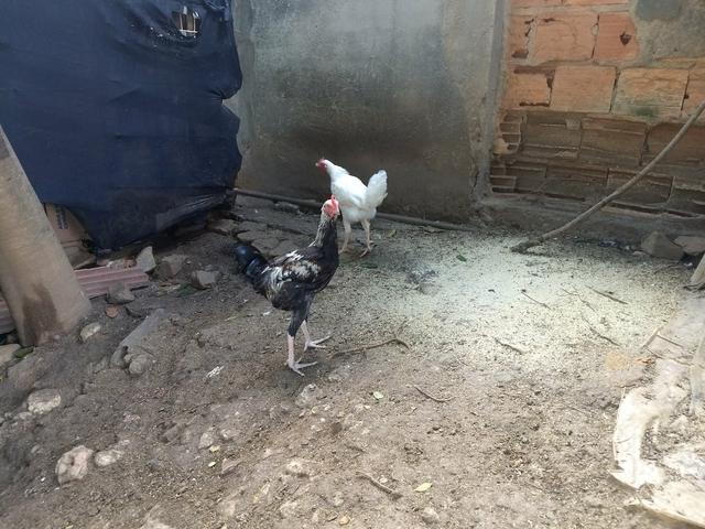 Frango raça músico brasileiro legítimo