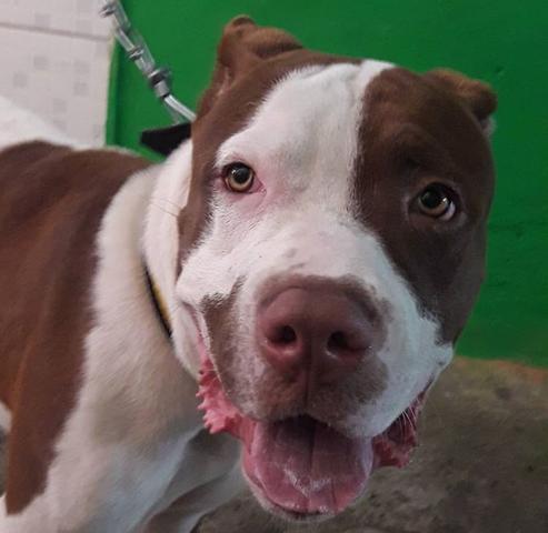 Pitbull ABPT - Foto 4