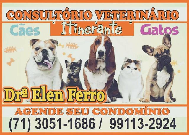 Veterinário, consultas, vacinas