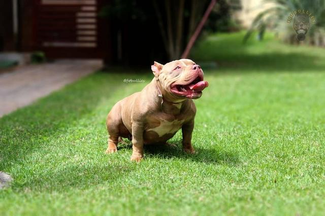 American bully fêmea