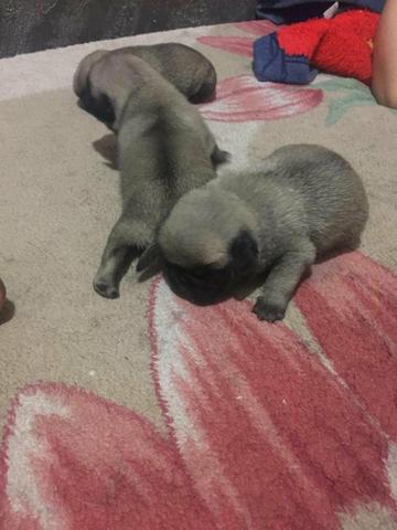Vendo filhotes de Pug
