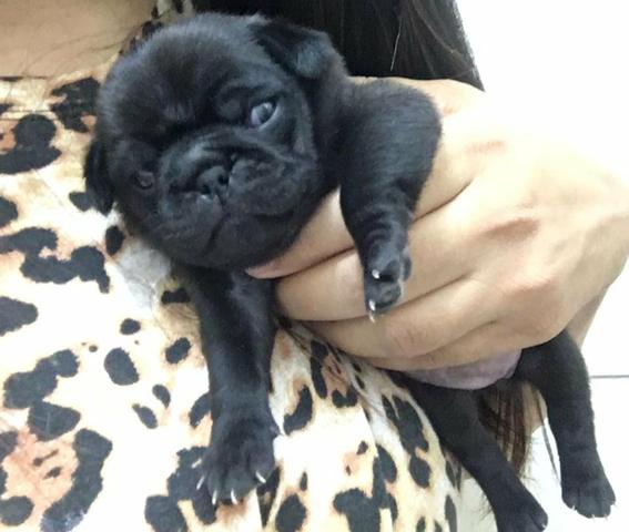 Pug - Foto 2