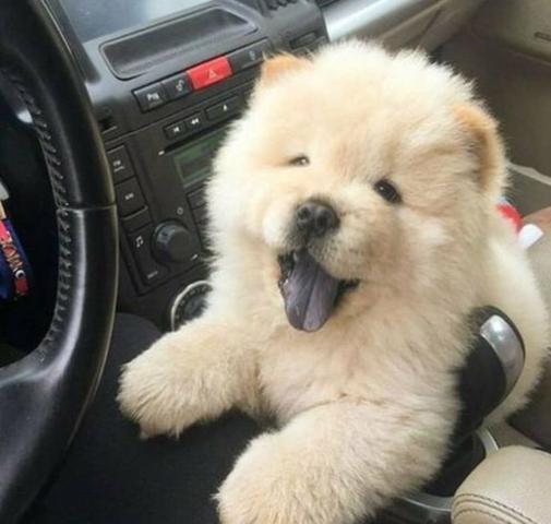 Chow Chow brancos