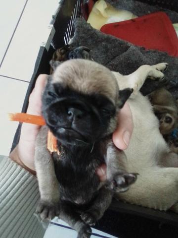 Filhotes de pug - Foto 2