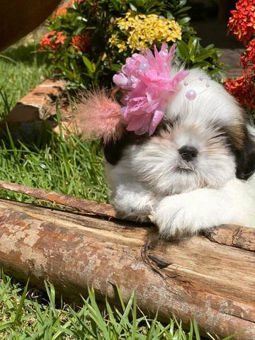 Belos E Saudáveis Filhotes Shih Tzu.Pedigree Grátis - Foto 3