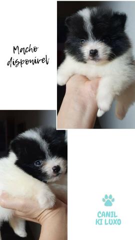 Filhotes lulu da pomerania machos: branco com creme, branco com preto e laranja - Foto 3