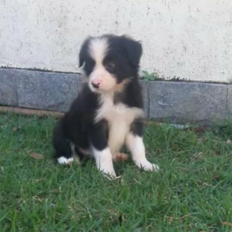 Border collie - Foto 3