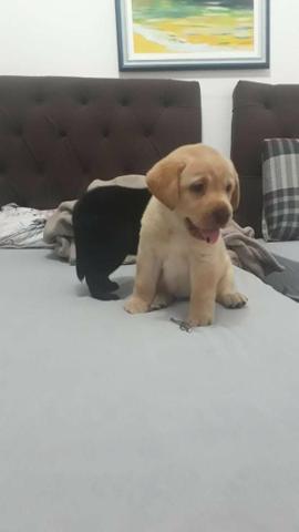 Labrador alto padrao - Foto 2