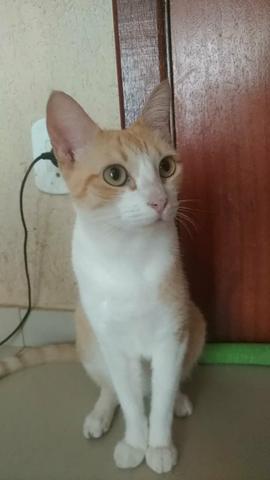 Doris - Castrada, vacinada, vermifugada - Foto 3