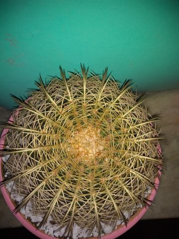 Cacto Echinocactus - Foto 3