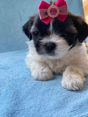 Shihtzu Fêmea com garantia de pureza e vida em contrato ja vacinado