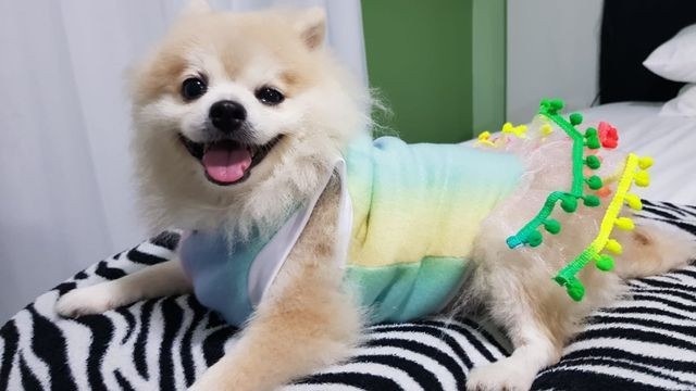 Vestido Inverno - Tal Cão, Tal Dono