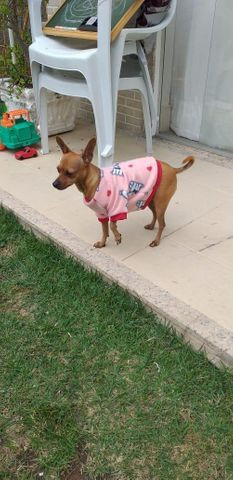 Suéter Inverno - Tal Cão, Tal Dono - Foto 5