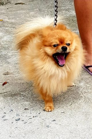 Procuro uma namorada pro meu Splitz alemão/Lulu da pomerania