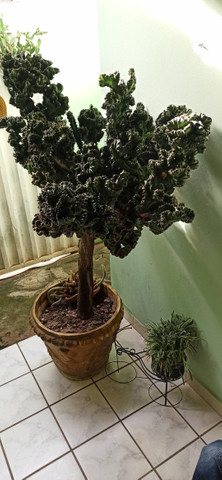 Belissimo cactos " monstruoso" - Foto 3