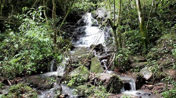 Sítio à venda, linha ávila, gramado. - Foto 4